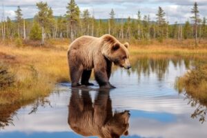 Brown Bear