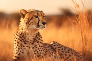 Cheetah