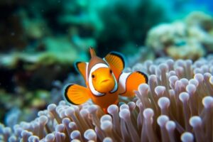 Clownfish