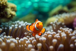 Clownfish
