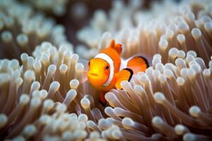 Clownfish