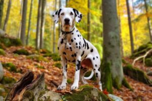 Dalmatian