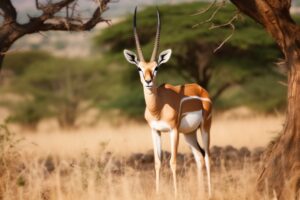 Gazelle