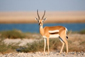 Gazelle