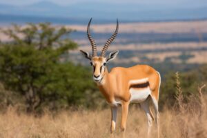 Gazelle