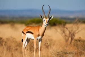 Gazelle