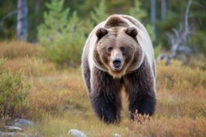 Grizzly Bear