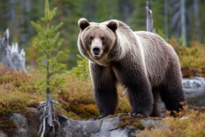 Grizzly Bear