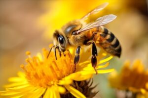 Honeybee