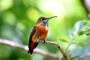 Hummingbird