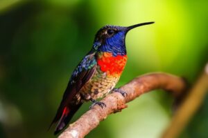 Hummingbird