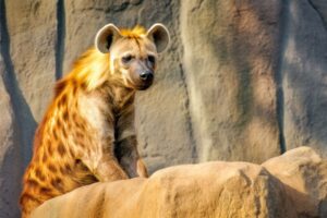 Hyena