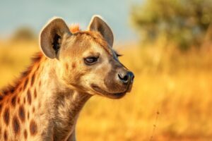 Hyena
