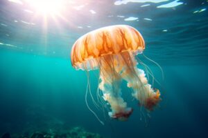 Jellyfish
