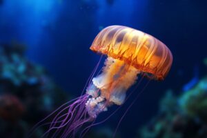 Jellyfish