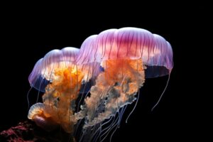 Jellyfish