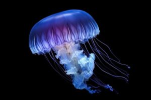 Jellyfish