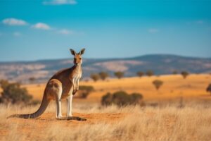 Kangaroo