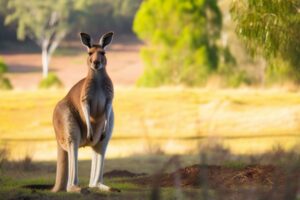 Kangaroo