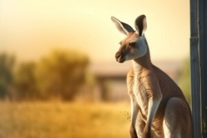 Kangaroo