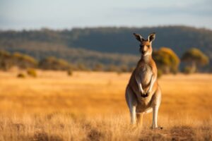 Kangaroo