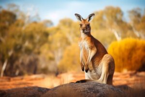 Kangaroo