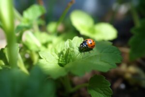 Ladybug