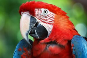 Macaw