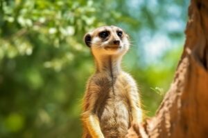 Meerkat