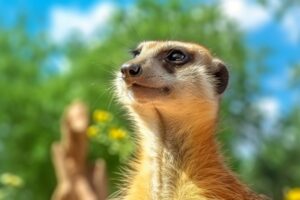 Meerkat