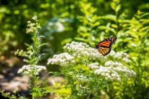 Monarch Butterfly
