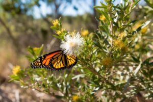 Monarch Butterfly