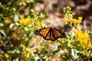 Monarch Butterfly