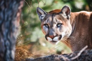 Mountain Lion