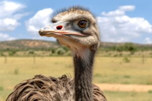Ostrich