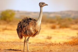 Ostrich