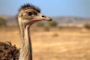 Ostrich