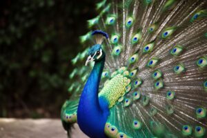 Peacock