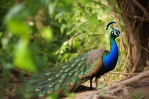 Peacock