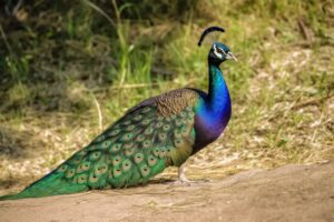 Peacock