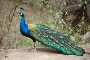 Peacock