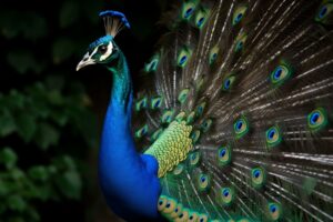 Peacock
