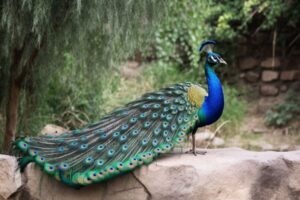 Peacock