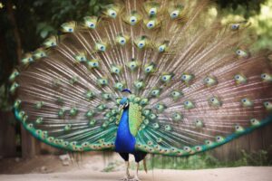 Peacock