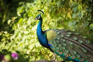 Peacock