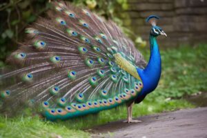 Peacock