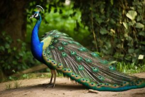 Peacock