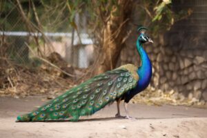 Peacock