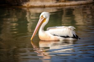 Pelican