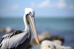 Pelican